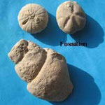 Two fossile echinites and a snail 