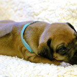 Zauberhafter Herr Türkis