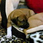 Prinzessin Gold auf Beobachtungsposten