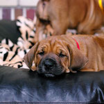 Miss Bib genießt die Sonne