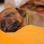 Schmunzelmonsterchen