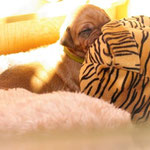 Und manchmal kann man ihre Flügel sehen!