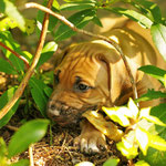 Kaninchenohr schmeckt gut