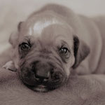 Auch ohne Farbe einfach zauberhaft