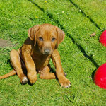 Einfach zauberhafter Kiwi