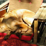 Zoeyadi nimmt ein Sonnenbad