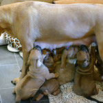 ...im stehen zu säugen!