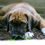 Einfach Mister Socks