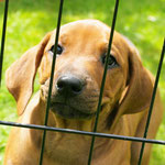 Die kleine Apricot möchte aus dem Welpenparadies abgeholt werden!