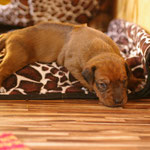 ....Eroberin warten!