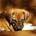 Prinzessin im Zauberlicht