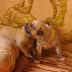 Die "Augsburger Puppenkiste" kommt in Bewegung