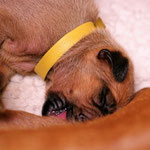 Frau Gelb - schlürf...