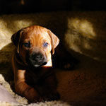 ...die Hodari´s ...