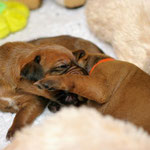 ...menno, bist du zu blöd zum gucken?