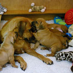 ...für die Sorgen und Bedürfnisse ihrer Zwerge