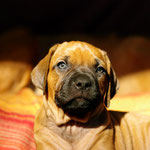 Gelbchen - Der kleine Sonnenschein 