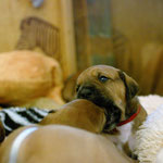 Ich hab dich zum Fressen gern