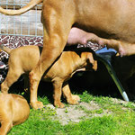 Gesichert im Schatten von Mama