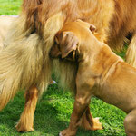 ...fasziniert die Zwerge