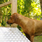 ...und Halbschwester Zoeyadi