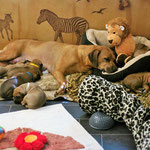 Schönste Zeit - alle satt und zufrieden...