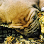 Ähhh, Rhodesian Ridgeback Zucht? Z'Alegria, wir müssen reden...