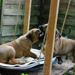 Schwingteller-Kämpfe