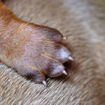 Kleine Pfoten...