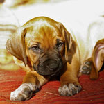 ...strahlt Gold im Licht