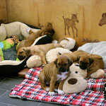 Miss Bib hält Wache