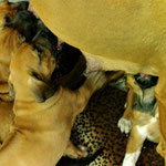 Mama gibt noch einen kleinen Milchshake to go