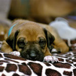 Herr Türkis, ein Blick zum dahinschmelzen