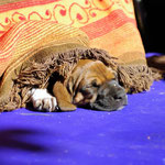 Prinzessin aus dem kühlen Schatten...