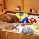 Alles wieder frisch und Mama Z'Alegria wartet auf den Einzug der Zwerge