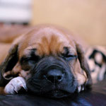 Kleine Zaubermaus...