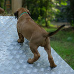 Upps, hier muss Allpfötchen eingeschaltet werden