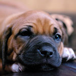 ...oder auch Gelbchen