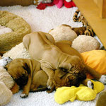 Beim drüberkrabbeln plötzlich AKKU leer