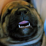 Einer der Gründe: die kleinen Piranha-Zähne!