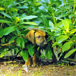 Herr Türkis auf der Pirsch