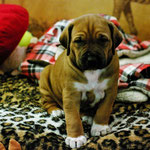 Großartige Miss Bib