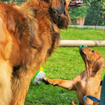 Du bist aber GROOSSSSS!