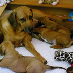 Supermami Z'Alegria...