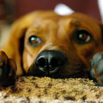 Zoeyadi macht Pause vom Nanny-Job