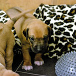 Herr Türkis - hängengeblieben