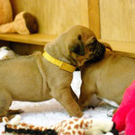 Zaubermaus Frau Gelb