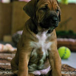 Miss Bib - Schweres Mädchen, aber...