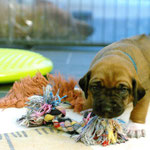 Mr.  Socks kann auch in bunt