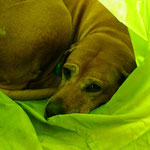 Oma Zaina hat sich für eine kleine Auszeit in den Tunnel zurück gezogen